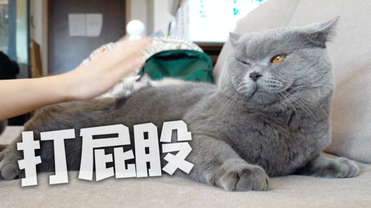 挑战打猫屁股100下,谁知猫咪却嫌下手太轻,猫:看我给你做示范_腾讯视频