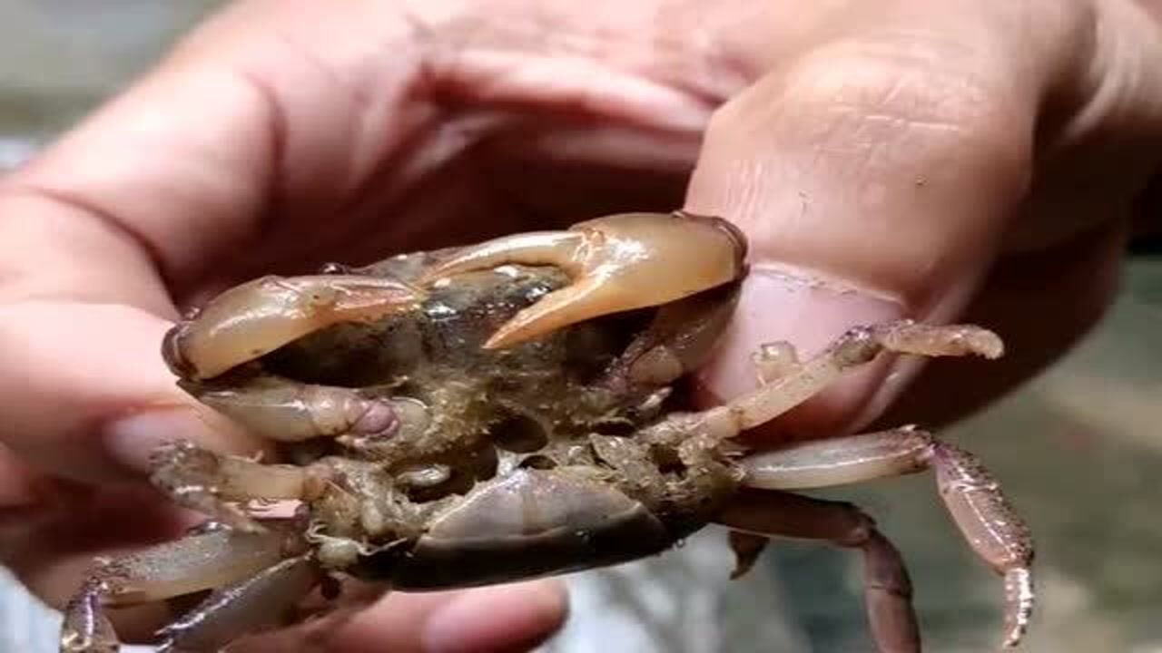 螃蟹妈妈要生产了生了好多小螃蟹这场面也太壮观长见识了