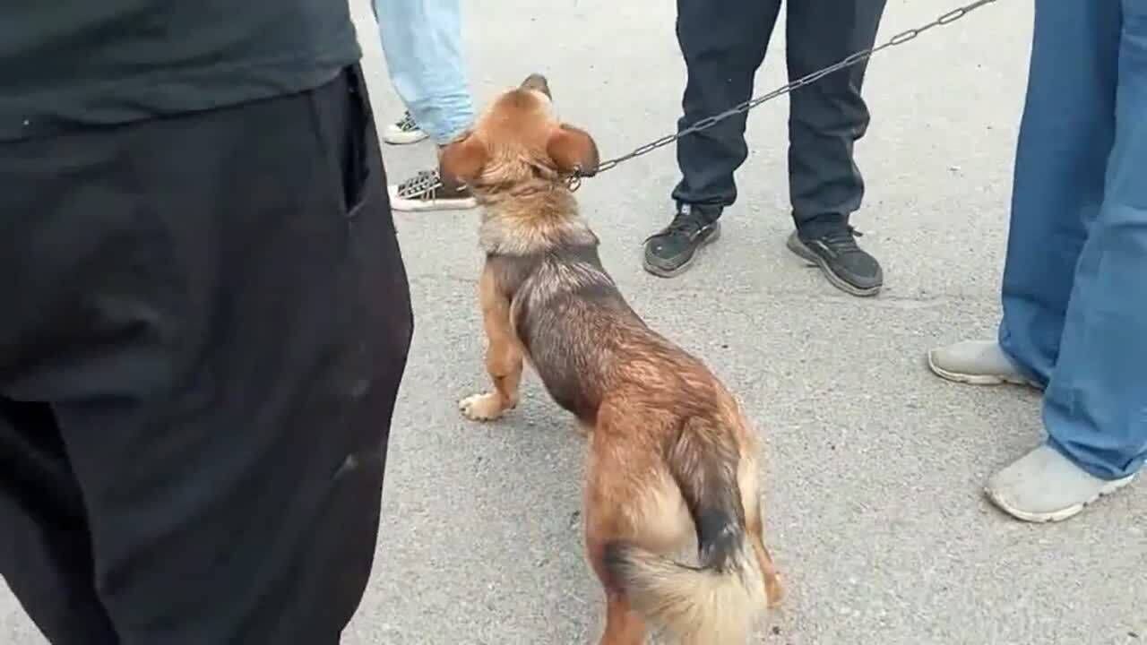 农村狗市实拍农村大型狗咬人的狗被主人论斤卖了