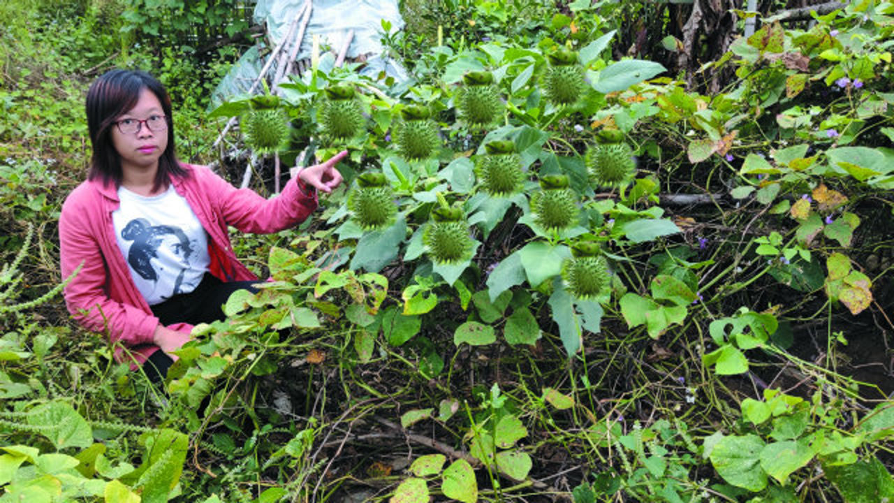 农村路边的曼陀罗果实全身长满刺花朵像喇叭一起来认识下