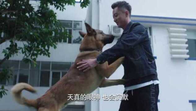 警犬:训导员病愈归队,警犬欣喜诺狂飞奔相拥,场面太催泪了!