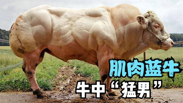 4种十分强壮的牛,全身长满健硕肌肉,牛中"猛男"?