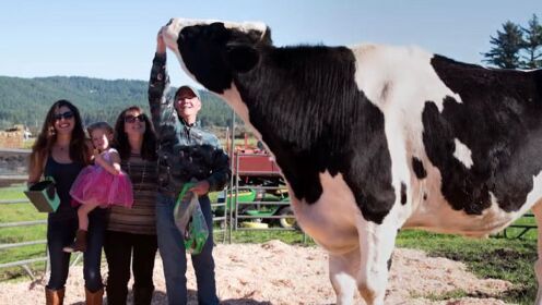 吉尼斯世界纪录中最高的奶牛！荷斯坦奶牛中它也是超大块头！