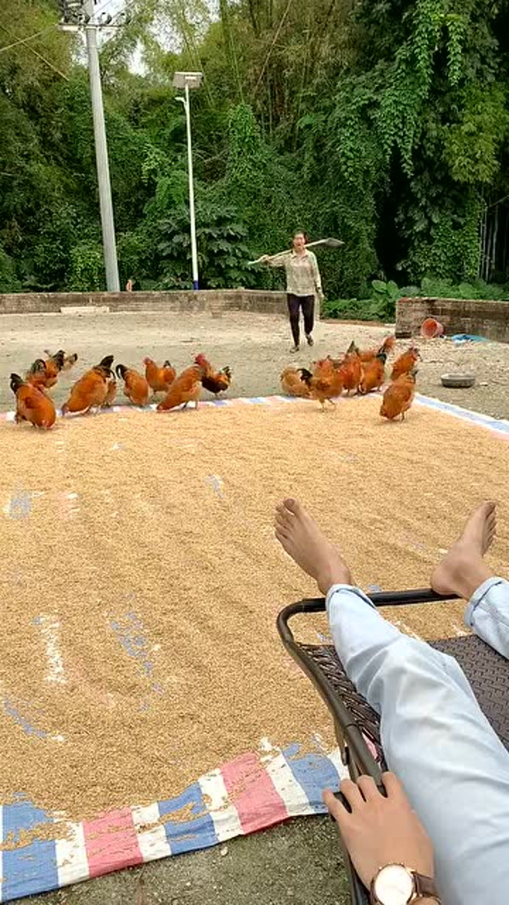 让你晒稻谷防雨防鸡你在做什么