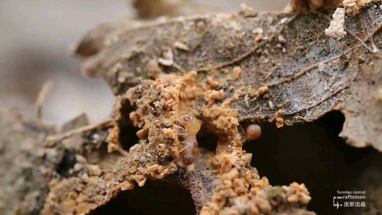 黑翅土白蚁#白蚁嘀嘀虫控白蚁防治识别