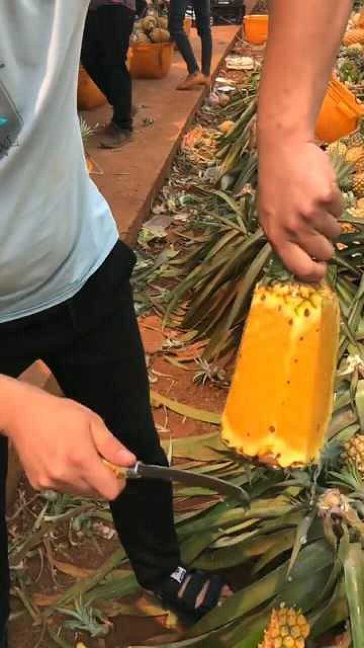 皮皮们上水的菠萝,有很大的酒味了