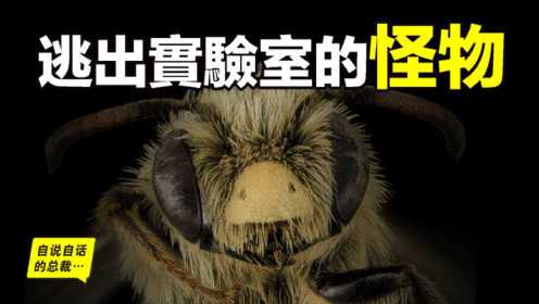 人造怪物：63年前，27只杀人蜂逃出实验室，现在它们拥有15亿只