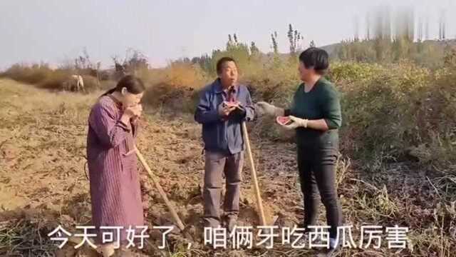 农村婆婆在地里刨红薯,意外发现惊喜,高兴的直呼发财了