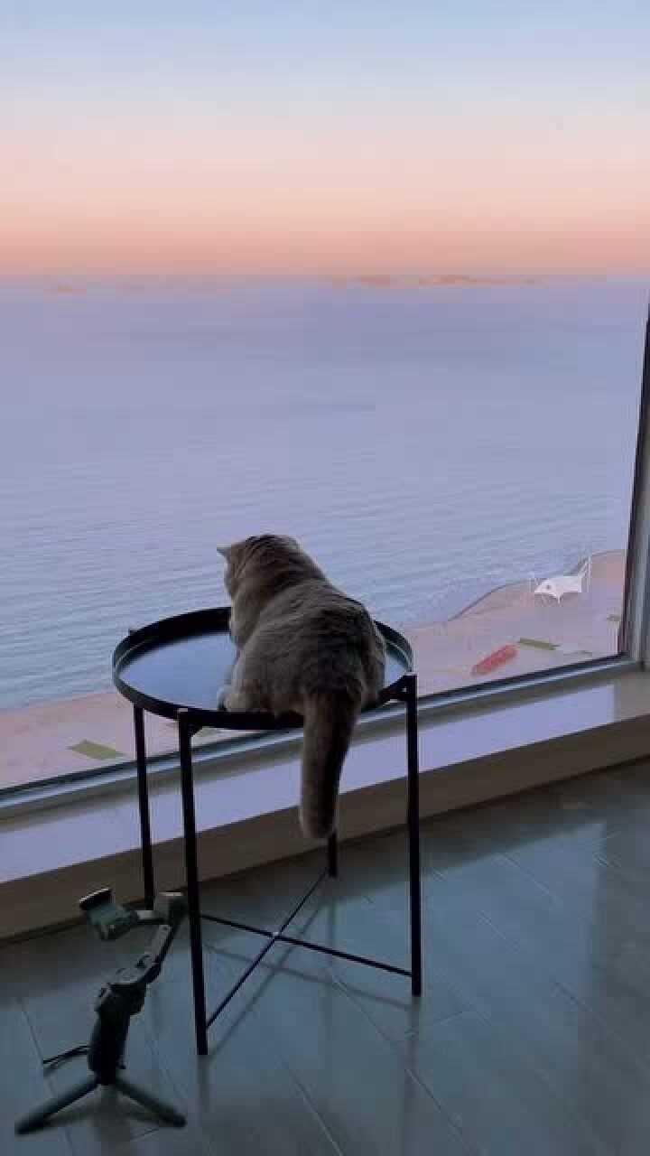 喜欢大海的猫咪!这忧郁的背影 在思念哪个小母猫?_腾讯视频