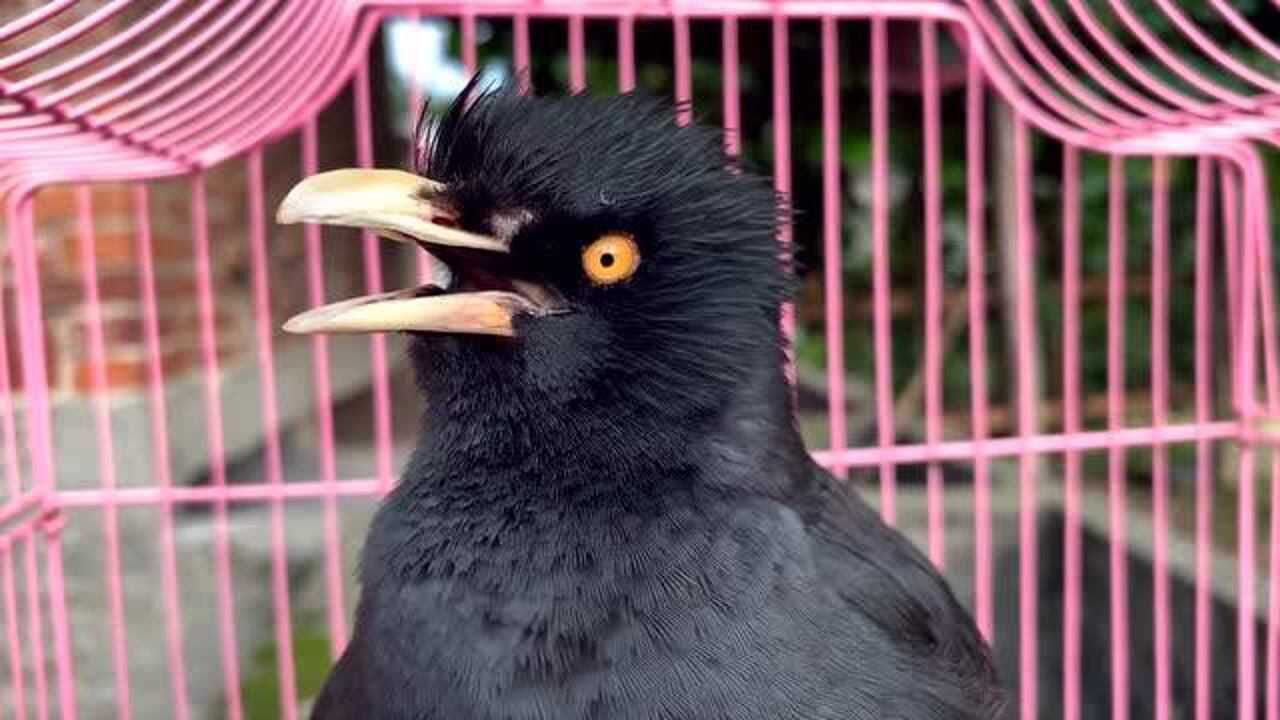 近距离拍摄八哥鸟说话注意看它眼睛的变化非常特别