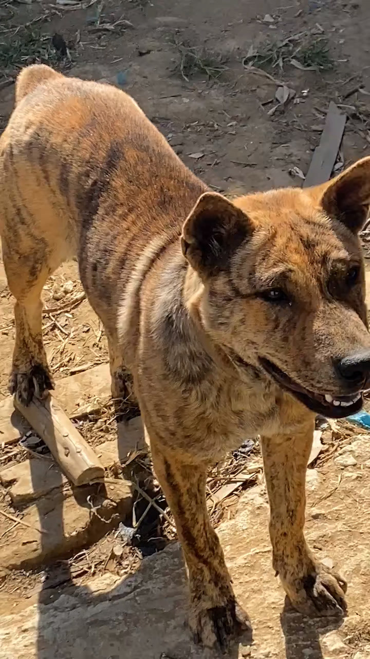 中华田园犬黄金虎斑