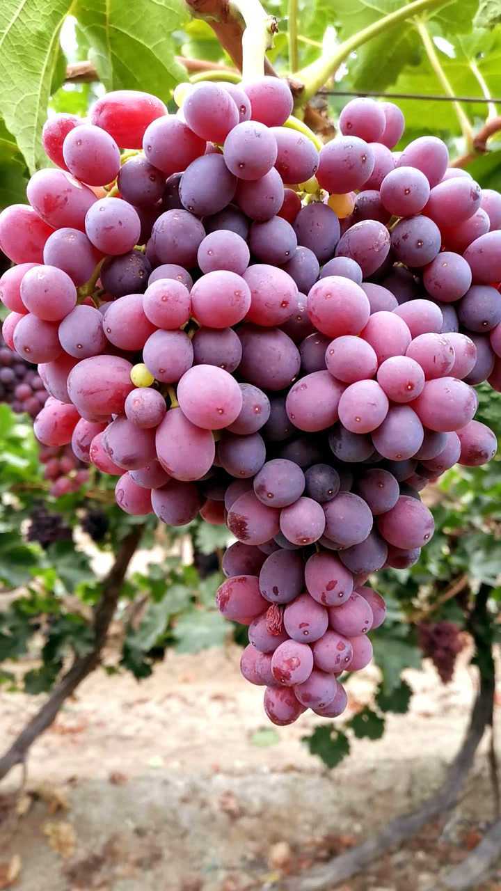 克伦生葡萄品种优点和缺点解析