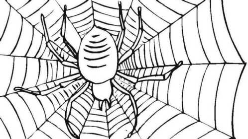 两种跳蛛之间的生死对决!小怪物各有攻防利器!