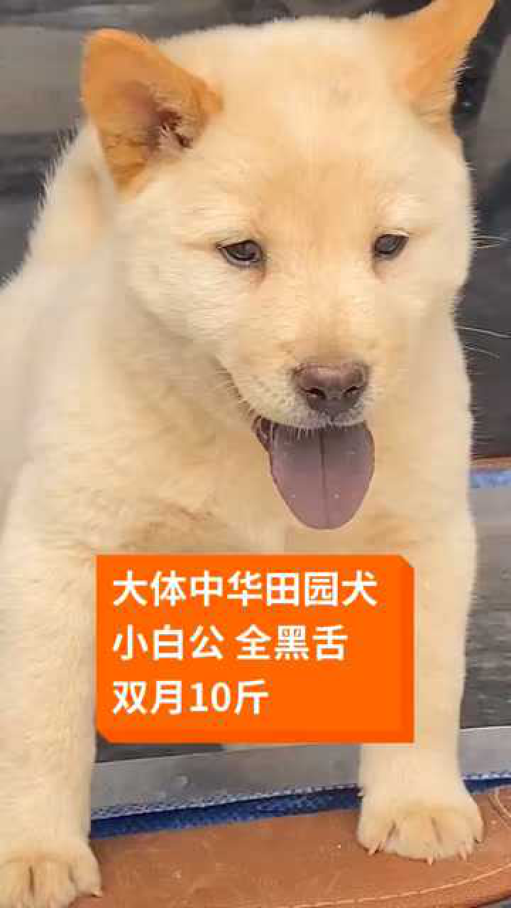 中华田园犬广西土猎犬白狗黑舌