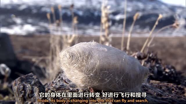 心脏停跳血液冻结的灯蛾毛虫还能起死回生?十几年等待只为一次破茧成蛾!