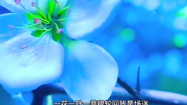 神仙歌曲《忘川彼岸》完整版