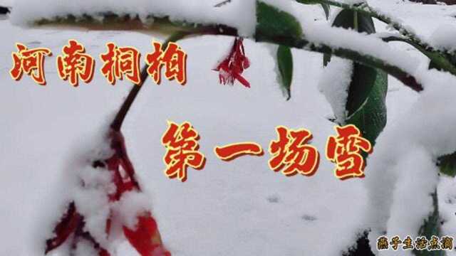 2020年农历10月初九,河南桐柏今天下雪了鹅毛大雪漫天飞,好美的雪景