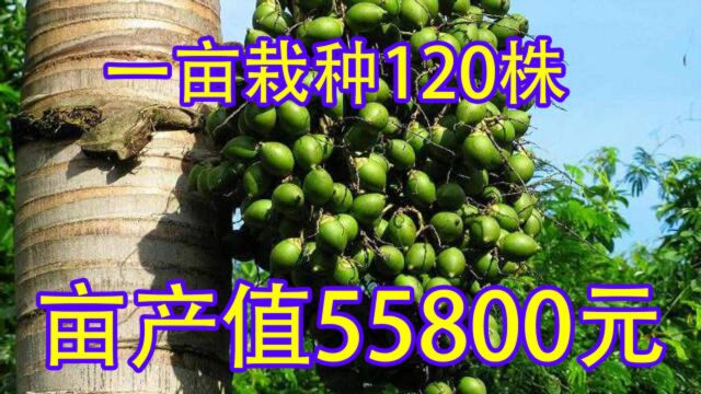 1亩栽种120株亩产值55800元,能长30米,最关键是不愁销路