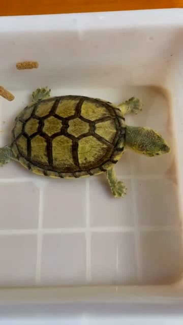 这只乌龟宝宝,吃起东西来很斯文,好像一个文静的姑娘