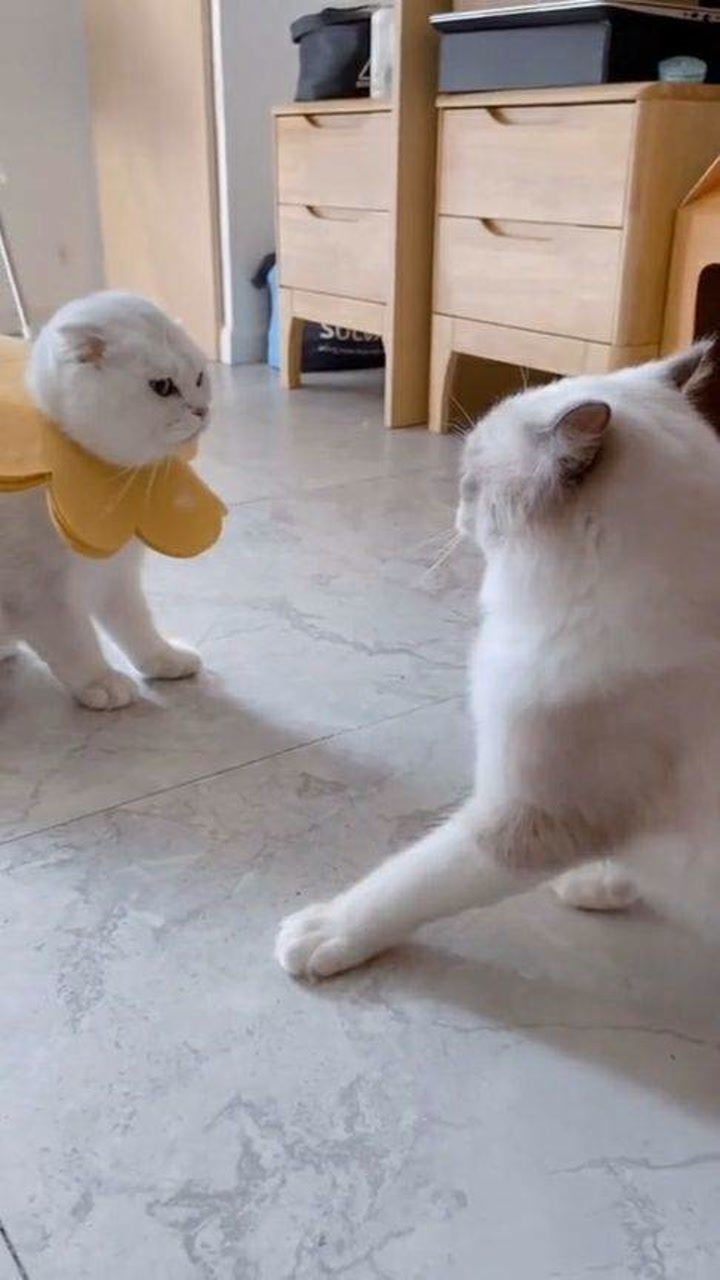 两只猫咪对峙双方只敢骂骂咧咧谁都不敢先动手