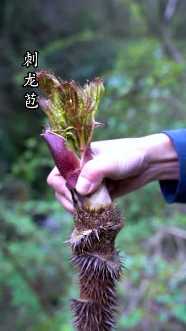 为了做这道菜我的手扎满了刺刺龙苞炒腊肉