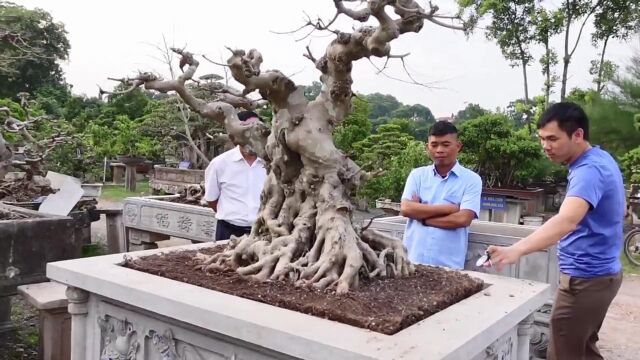 价值10几万的盆景,你觉得如何?树姿造型优美,活的雕塑爱不释手