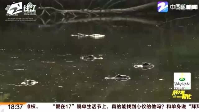 气温走低!长兴7000余条扬子鳄 进入半冬眠状态