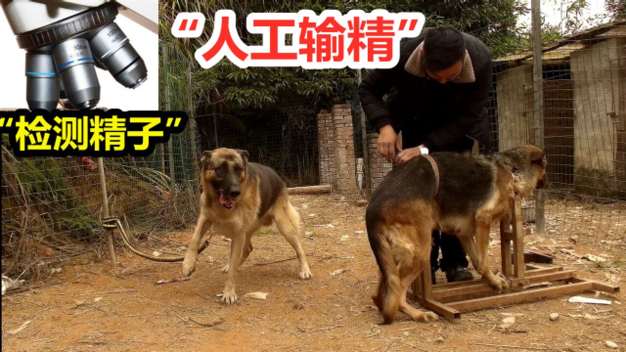德国牧羊犬被牢牢固定开始人工授精操作过程惊喜不断