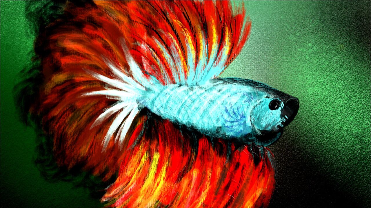 以前心烦的时候看看鱼现在心烦的时候画画鱼高鳍红剑作品