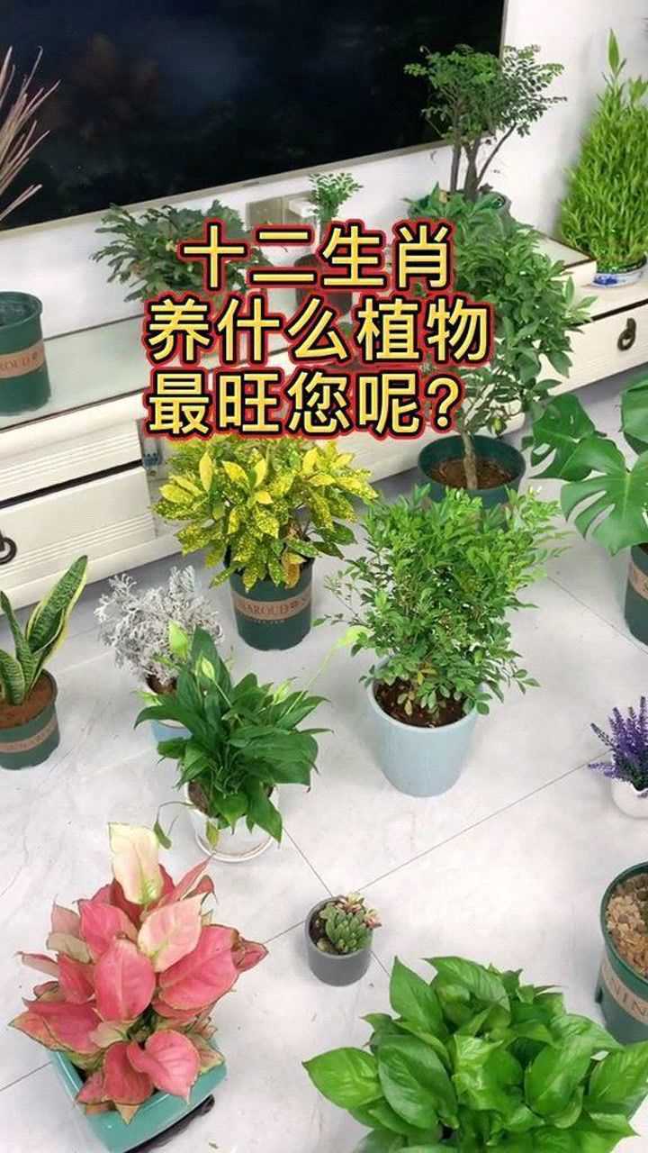 十二生肖適合養什麼花,看您養什麼最旺財,什麼最旺您,您知道嗎?