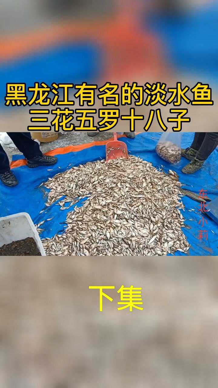 黑龙江有名的淡水鱼三花五罗十八子下集