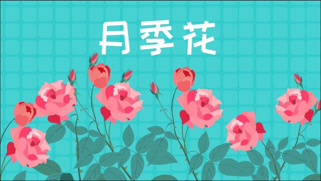 同学们,月季花是颜色和品种最多的花,你认识它吗