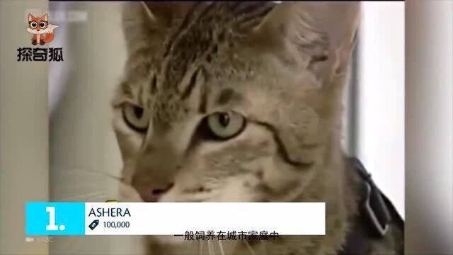 阿瑟拉猫身价高达70万,像极了一头迷你小猎豹