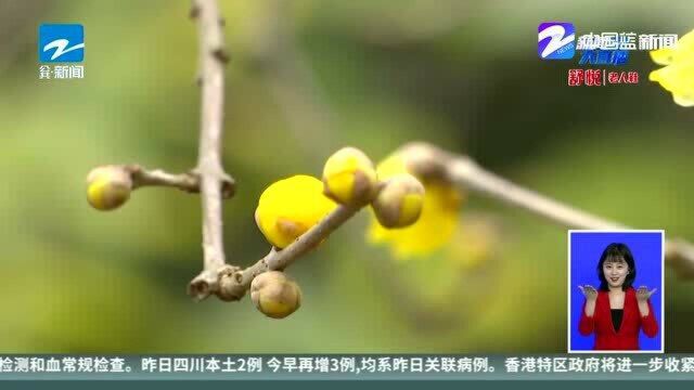 蜡梅花开香气浓 杭州冬日限定风景已上线