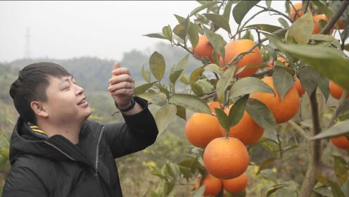 原来血橙好坏区别那么大，德哥到自贡帮果农卖血橙，吃橙吃到撑