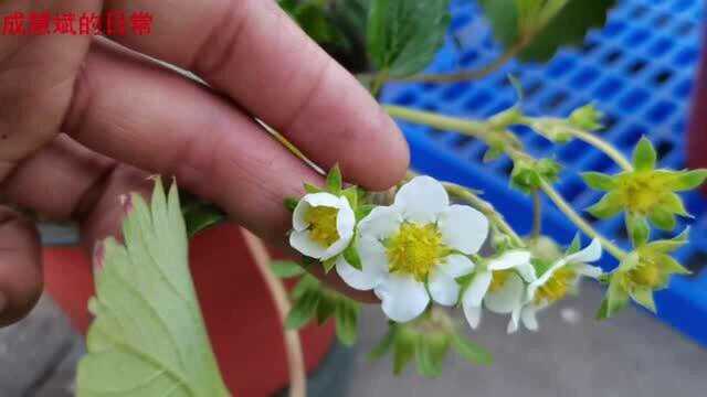 种植草莓 秋天花果期第82天 天气忽冷忽热 蓟马又出现了