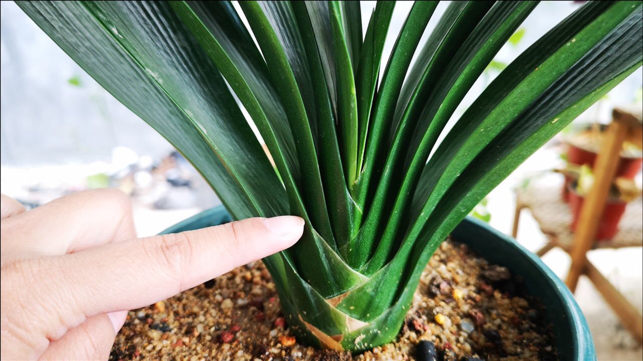 君子兰假鳞茎凸起后养护有讲究可别做错了不然容易夹箭