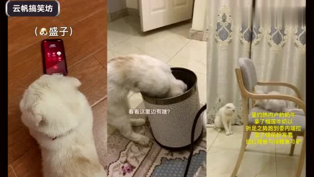 二豆喜欢瓜子向狗盛子讨教方法,不料误解了意思,还被瓜子打一顿