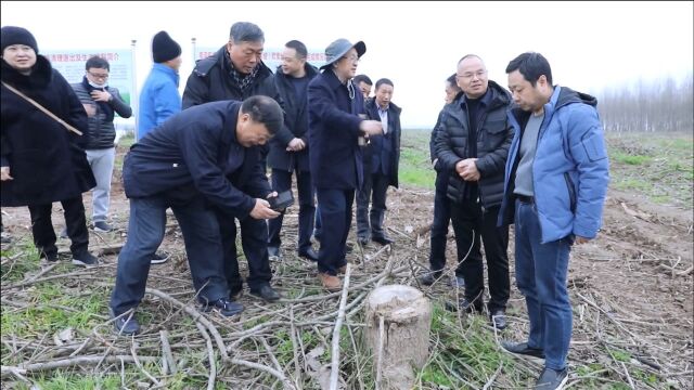 张红武一行调研沅江市欧美黑杨清退工作