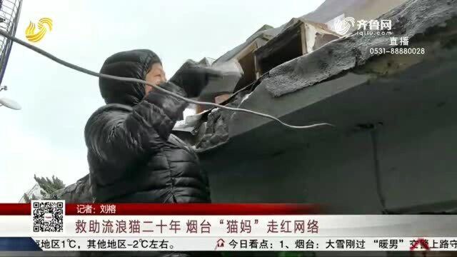 救助流浪猫二十年 烟台“猫妈”走红网络