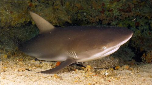 鲨鱼一旦停止游动,就会窒息而亡,眼睛一闭就不睁了!