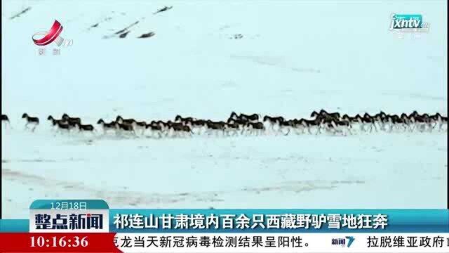 祁连山甘肃境内百余只西藏野驴雪地狂奔