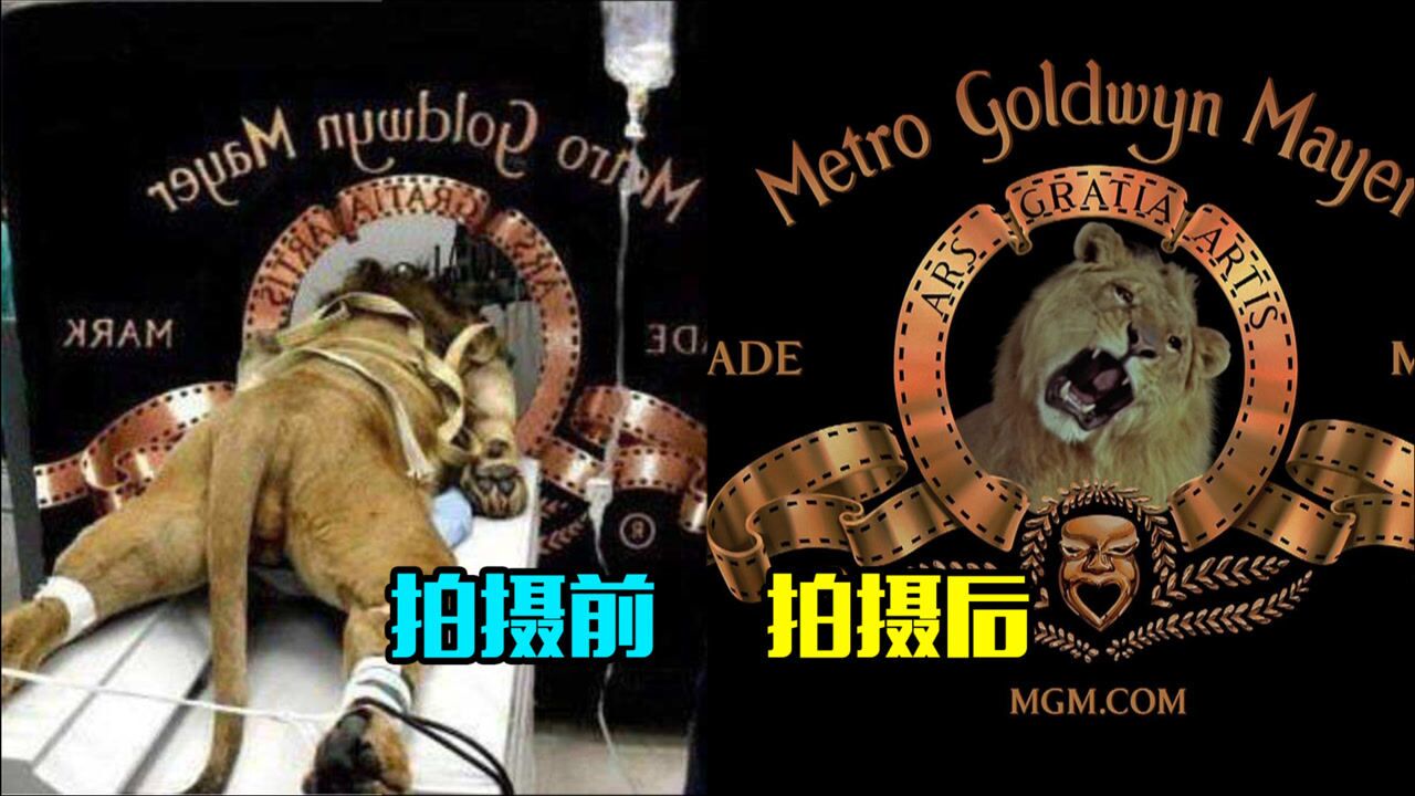 电影片头趣事:米高梅的狮子换过7头