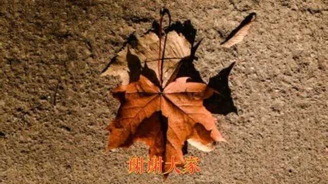 诗词欣赏:柳宗元《秋晓行南谷经荒村》——情景交融的吟秋佳作