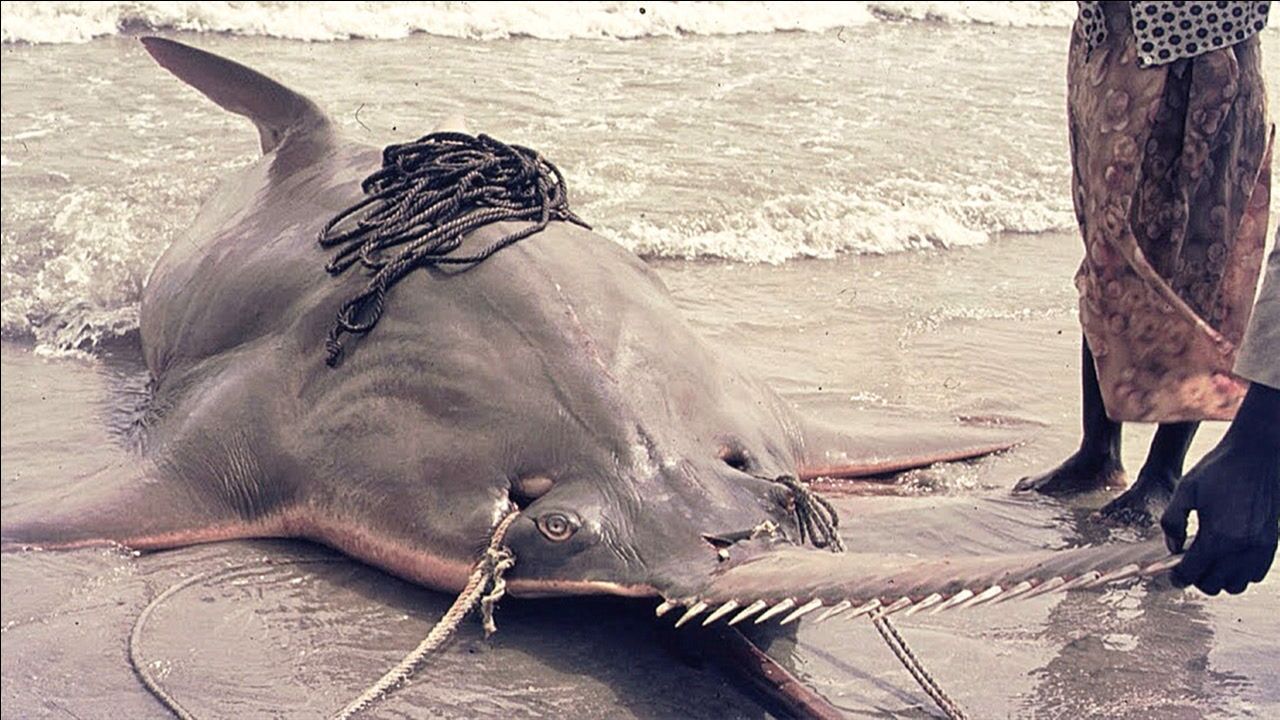 渔民意外捕获7米长怪鱼还长着一张人脸嘴巴像一把锯子