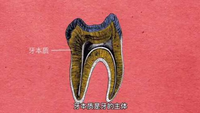 如何科学护牙:金属硬度3级 不锈钢4级 牙齿硬度居然这么高!