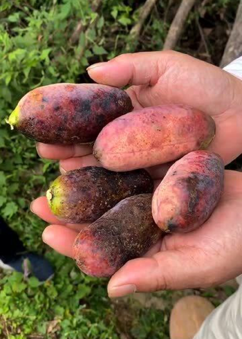 野生九月黄又叫"八月瓜",农村人吃到腻,城里人想吃都吃不到!