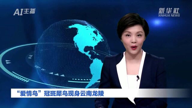 AI合成主播|“爱情鸟”冠斑犀鸟现身云南龙陵