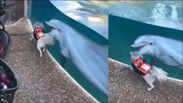 狗子与海豚水族馆内“一见钟情” 隔着玻璃赛跑乐此不疲