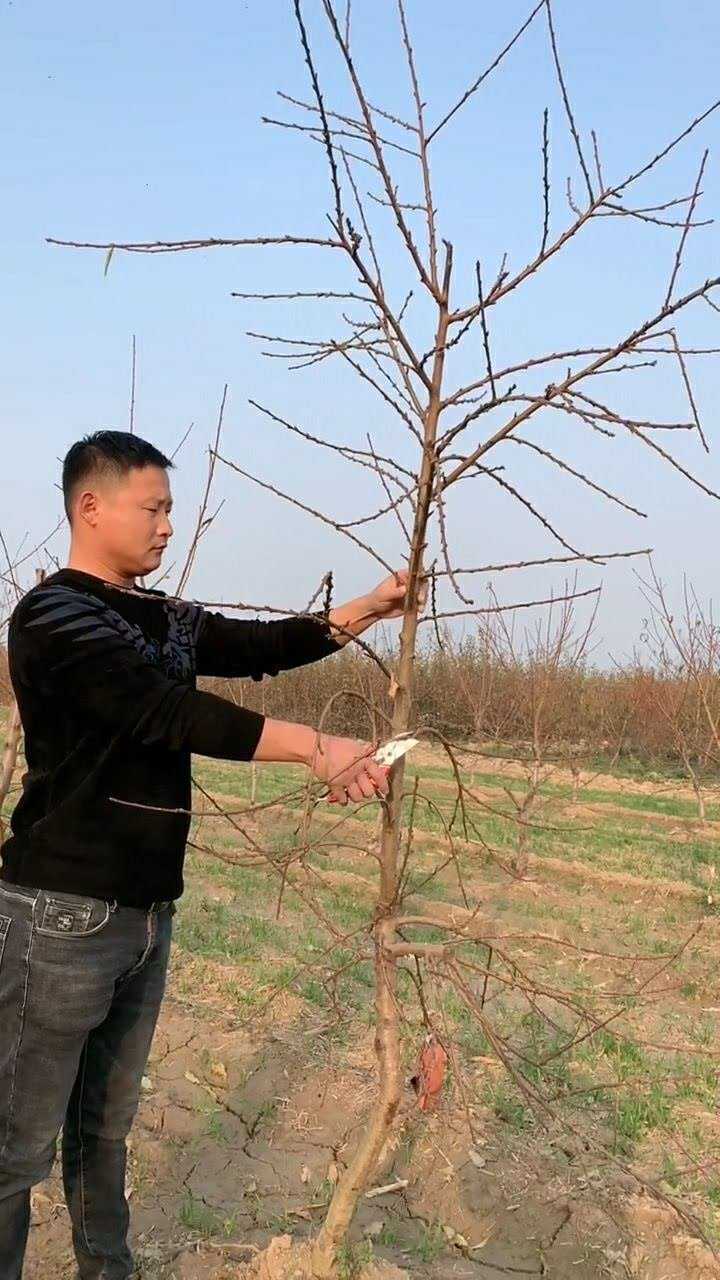 三年生主干型桃树修剪你学会了吗果树修剪惠农